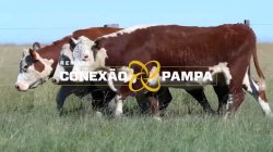 3 VACAS HEREFORD PRENHAS