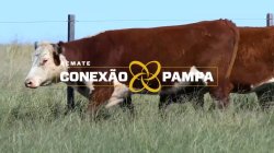 3 VACAS HEREFORD PRENHAS