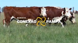 3 VACAS HEREFORD PRENHAS