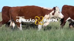 3 VACAS HEREFORD PRENHAS