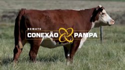 1 VACA HEREFORD PRENHA