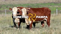 2 VACA HEREFORD PRENHA