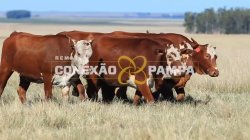 5 NOVILHAS BRAFORD 2,5 PRENHAS