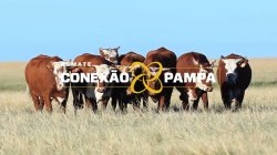 7 NOVILHAS BRAFORD 2,5 PRENHAS