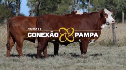 2 VACAS BRAFORD 3,5 PRENHAS