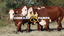 3 VACAS BRAFORD 3,5 PRENHAS
