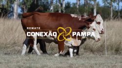 2 VACAS BRAFORD 3,5 PRENHAS