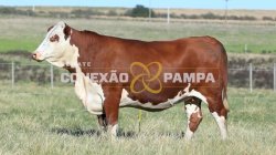 1 VACA BRAFORD 3,5 PRENHA