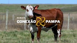 1 VACA BRAFORD 3,5 PRENHA
