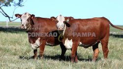 2 VACAS BRAFORD 3,5 PRENHAS