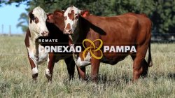 2 VACAS BRAFORD 3,5 PRENHAS