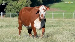 1 VACA BRAFORD 3,5 PRENHA