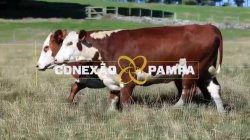 2 VACAS BRAFORD 3,5 PRENHAS