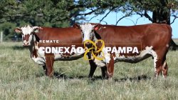 2 VACAS BRAFORD 3,5 PRENHAS