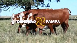 3 VACAS BRAFORD 3,5 PRENHAS