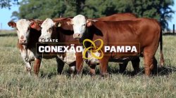 3 VACAS BRAFORD 3,5 PRENHAS