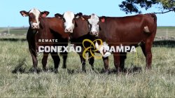 3 VACAS BRAFORD 3,5 PRENHAS