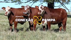 3 VACAS BRAFORD 3,5 PRENHAS