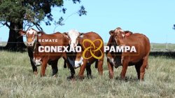 3 VACAS BRAFORD 3,5 PRENHAS