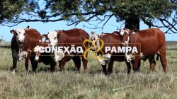 5 VACAS BRAFORD 3,5 PRENHAS