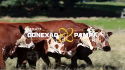 4 VACAS BRAFORD 3,5 PRENHAS