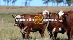 5 VACAS BRAFORD 3,5 PRENHAS