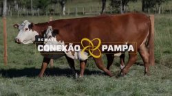 2 VACAS BRAFORD PRENHAS