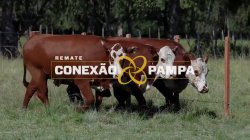 3 VACAS BRAFORD PRENHAS