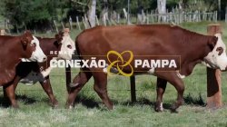3 VACAS BRAFORD PRENHAS