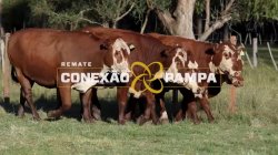 5 VACAS BRAFORD PRENHAS