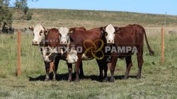 3 VACAS BRAFORD PRENHAS