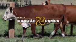 3 VACAS BRAFORD PRENHAS