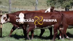 4 VACAS BRAFORD PRENHAS