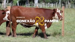 3 VACAS BRAFORD PRENHAS