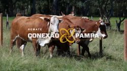 4 VACAS BRAFORD PRENHAS