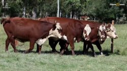 4 VACAS BRAFORD PRENHAS