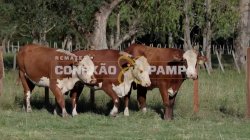3 VACAS BRAFORD PRENHAS