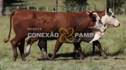 2 VACAS BRAFORD PRENHAS