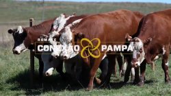 6 VACAS BRAFORD PRENHAS
