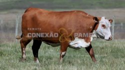 1 VACA BRAFORD PRENHA