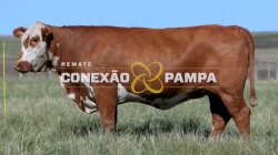 1 VACA BRAFORD PRENHA