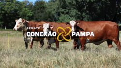 3 VACAS BRAFORD PRENHAS