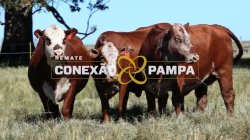 3 VACAS BRAFORD PRENHAS