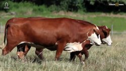 2 VACAS BRAFORD PRENHAS
