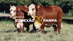 2 VACAS BRAFORD PRENHAS
