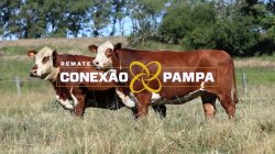 2 VACAS BRAFORD PRENHAS
