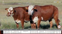 2 VACAS BRAFORD PRENHAS