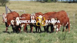 5 VACAS BRAFOR PRENHAS C/CRIA 3X1