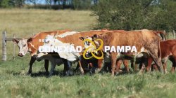 5 VACAS BRAFOR PRENHAS C/CRIA 3X1
