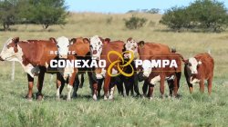 4 VACAS BRAFORD C/CRIA 2x1